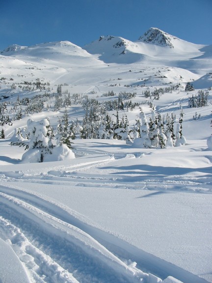 432x576 pixels (73K)